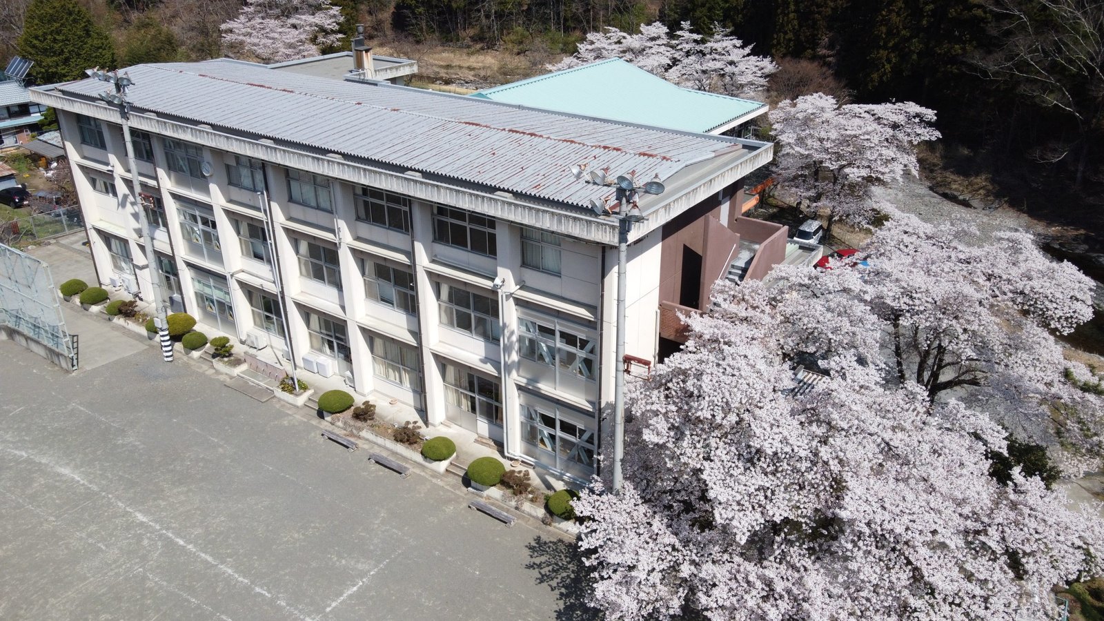 上空から見た上野村立上野中学校の校舎。3階建ての校舎の横に満開の桜の木が並び、周りを山の木々が囲んでいる